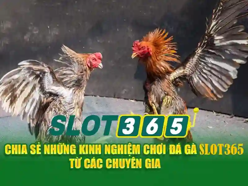 Slot365 là gì?