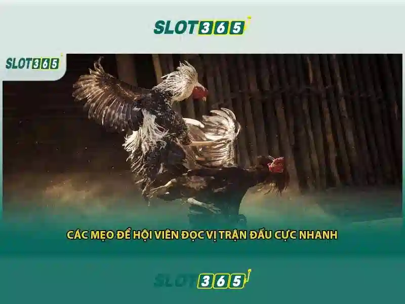 Kết luận về Slot365 cho người Việt Nam