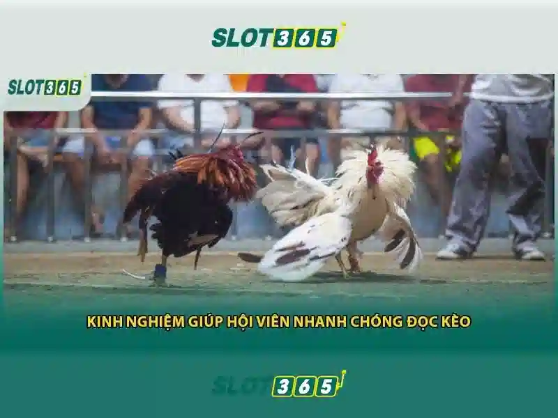 Slot365: Tổng quan về sòng bạc slots trực tuyến Giao diện nhà cái hoàn hảo
