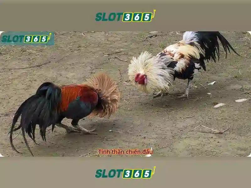 Giao diện nhà cái hoàn hảo