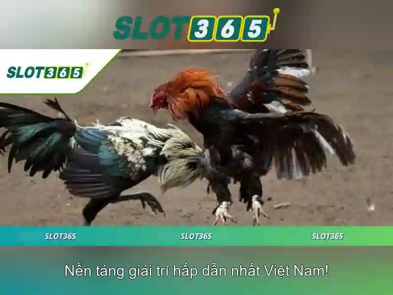 Tại sao chọn Slot365